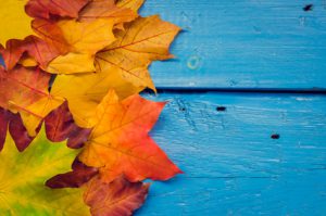 Autumn background with colorful fall maple leaves on blue rustic wooden table with place for text. Thanksgiving autumn holidays background concept. Frame with autumn leaves. Copy space. Top view.